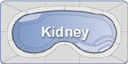 Kidney Fiberglass Pools